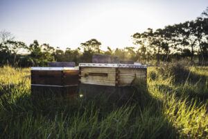 Bee Hives in the field